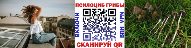 Купить где  Игарка  Псилоцибиновые грибы Psilocybine cubensis 